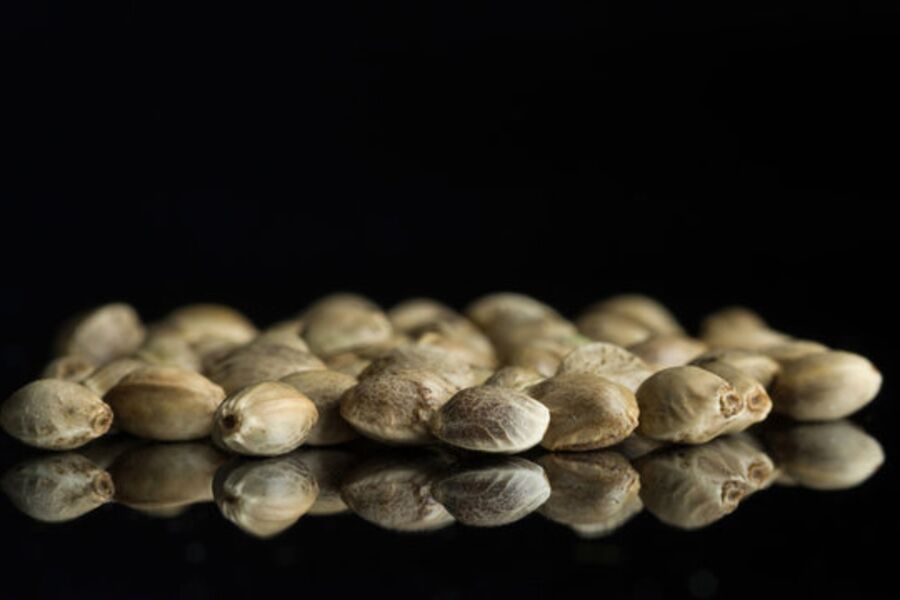 Dank Cannabis Seeds