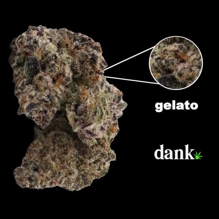 Gelato Feminized Seed • NEW 2023 Line