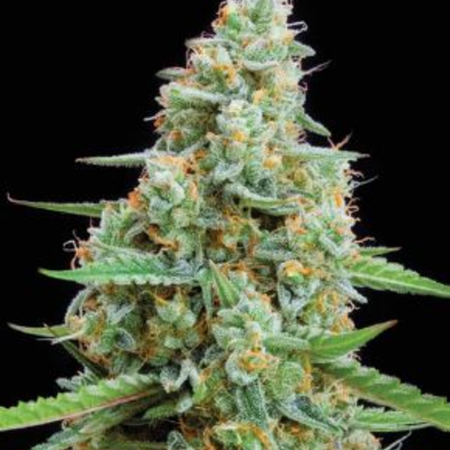 Limade Auto-Flower Feminized Seed