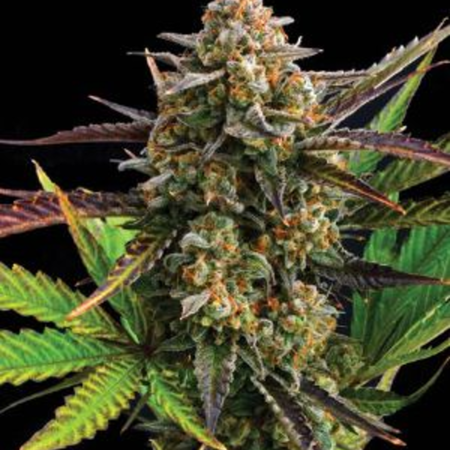 YuZu Auto-Flower Feminized Seed