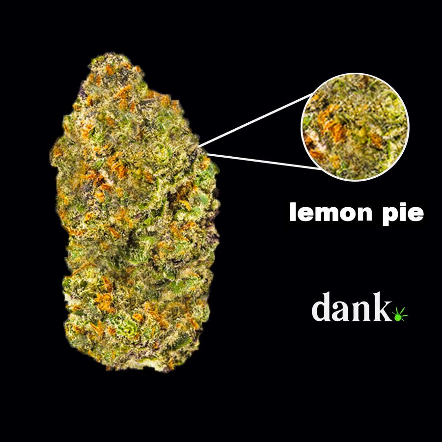 Lemon Pie Feminized Seed • NEW 2023 Line