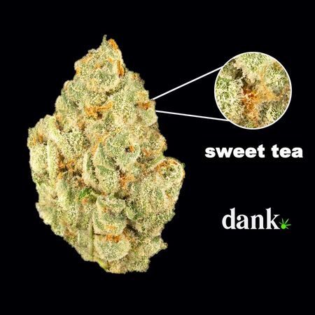 Sweet Tea Feminized Seed • NEW 2023 Line