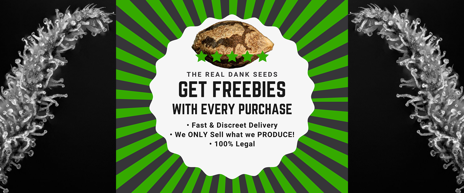 Dank Cannabis Seeds Free Marijuana Seed 420 Seeds 